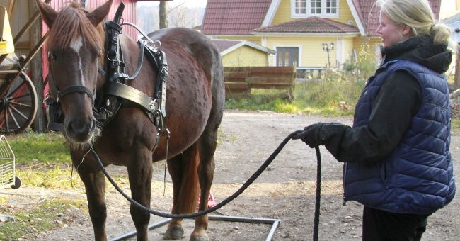 Eläintenkouluttajaa kiinnostavat hevosen taustat