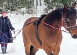 Harrastehevonen rakennetaan hyvästä aihiosta