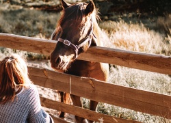 Ihminen kiintyy hevosiin kuin läheisiin ihmisiin