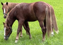 Merkittäviä parannuksia hevosten elinolosuhteisiin