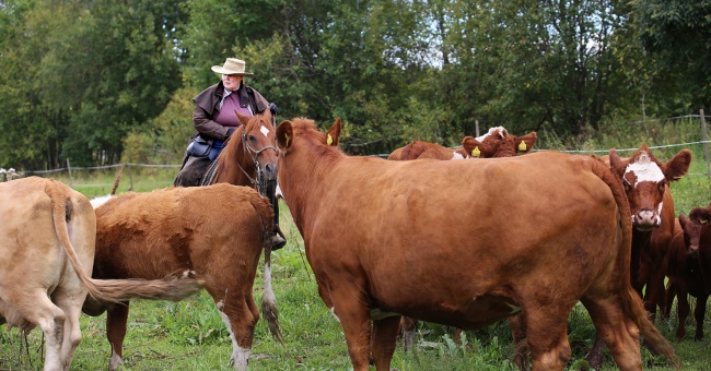 Karjapaimenkulttuuri elää Launosten kartanolla
