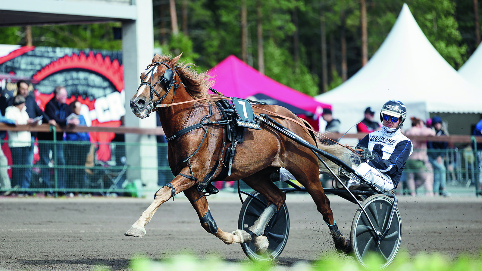 Hevonen ravaamassa raveissa