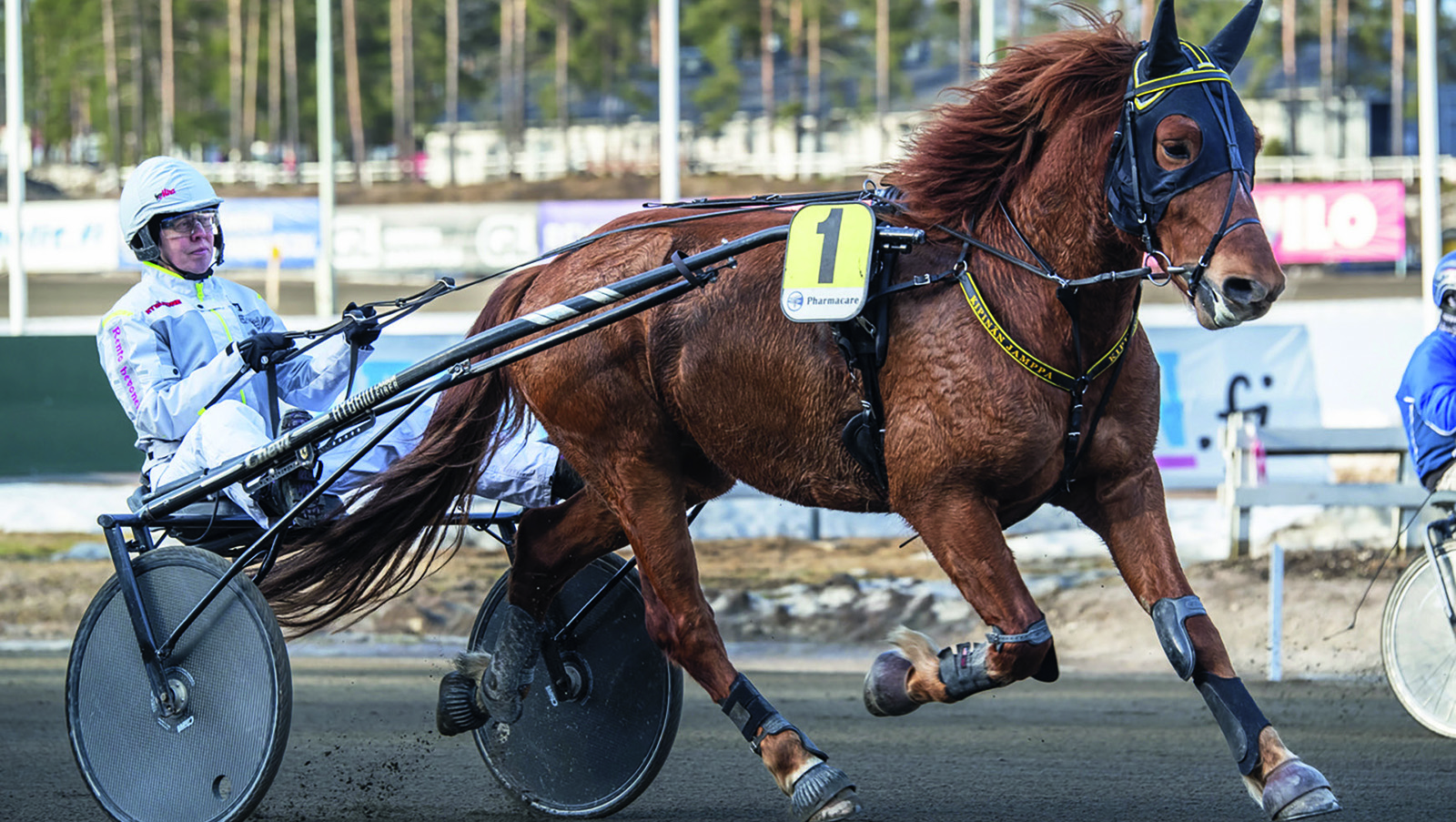 Hevonen ravaamassa raveissa