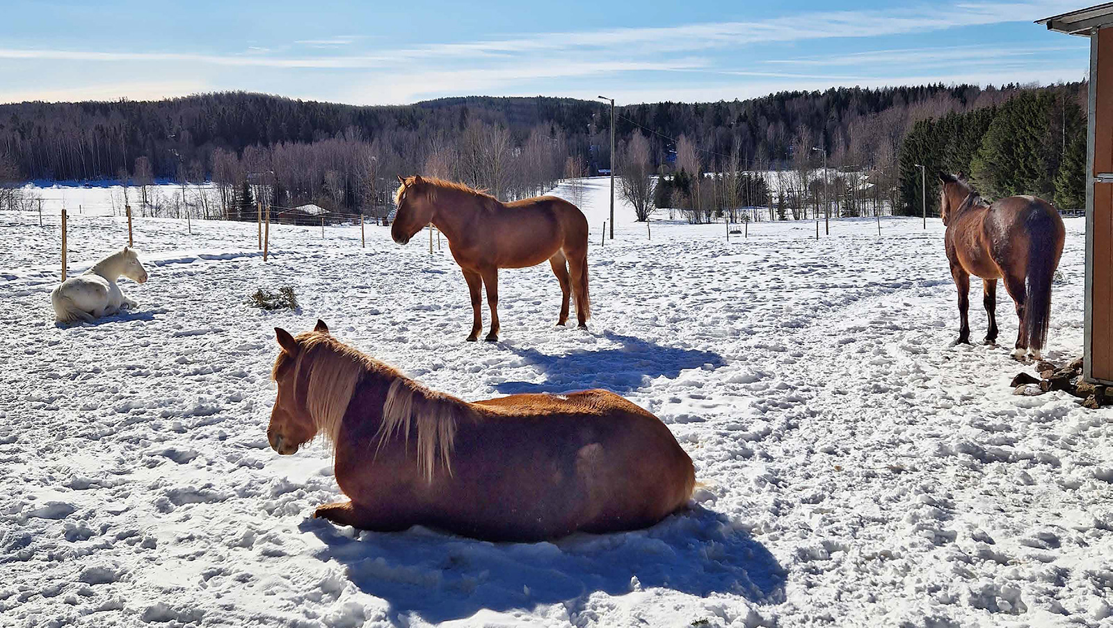 hevoset ulkona talvella