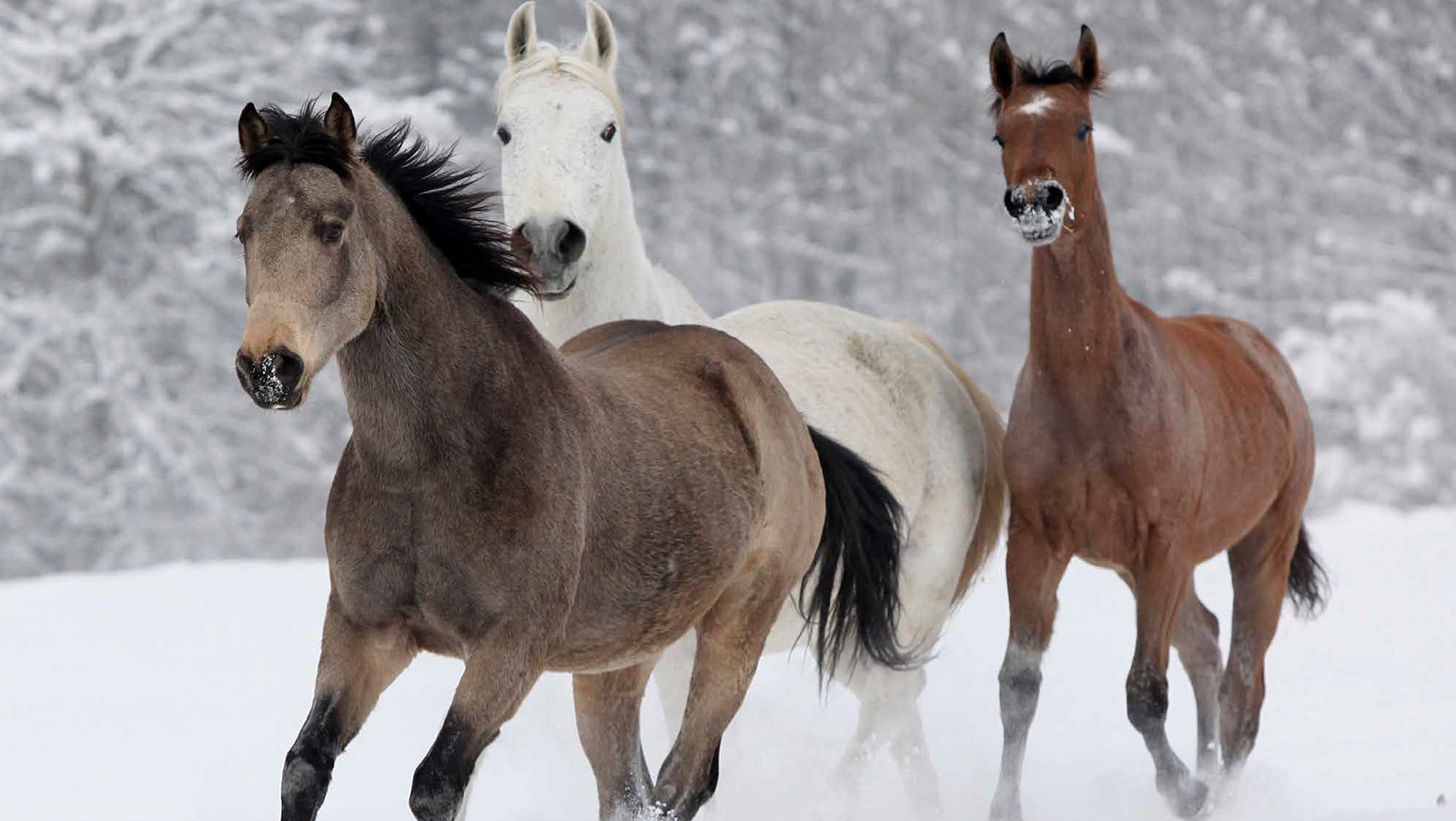 hevoset laukkaa talvella ulkona